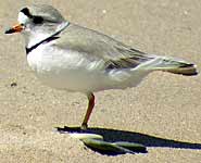 male plover