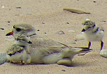 piping plover chicks