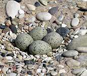 piping plover eggs