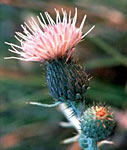 Pitcher�s Thistle flower