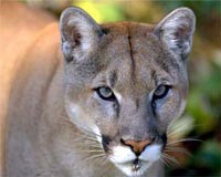 cougar
