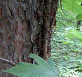 hairy aerial vine roots