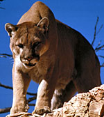 mountain lion