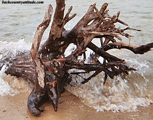 negative trace! driftwood after