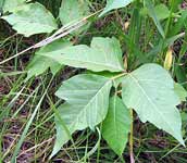poison ivy in low shrub form