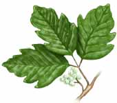 poison oak with berries