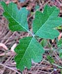 poison oak