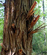 illegal tree damage