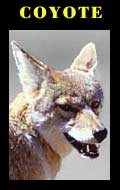 coyote
