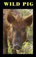 wild pig