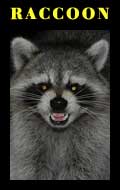 raccoon